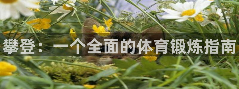 vsport体育官方正版app集团E.ON：攀登：一