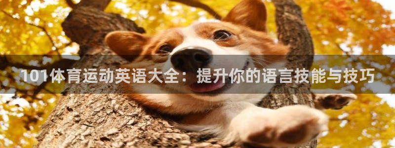 vsport体育官网下载招商电话地址：101体育运动英语大全